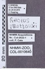 Etikette zu Aeolus vuattouxi (NHMW-ZOO-COL-0010640)